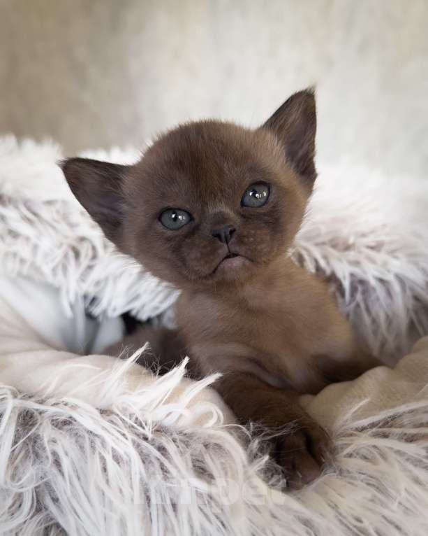 Кошки в Санкт-Петербурге: Бурма девочка из питомника бурм в С-ПБ BURHOUSE Девочка, 90 руб. - фото 3