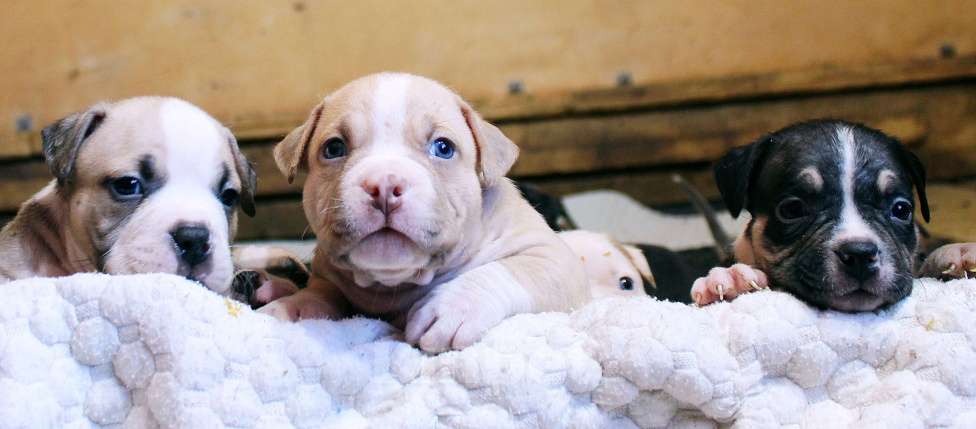 Собаки в Кирове: Мальчики и девочки американский булли Разнополые, 70 000 руб. - фото 6