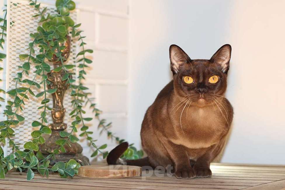 Кошки в Москве: Бурма котята из питомника Девочка, 90 000 руб. - фото 1