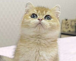 Кошки в Новосибирске: Василиса золотая шиншилла Девочка, 50 000 руб. - фото 3