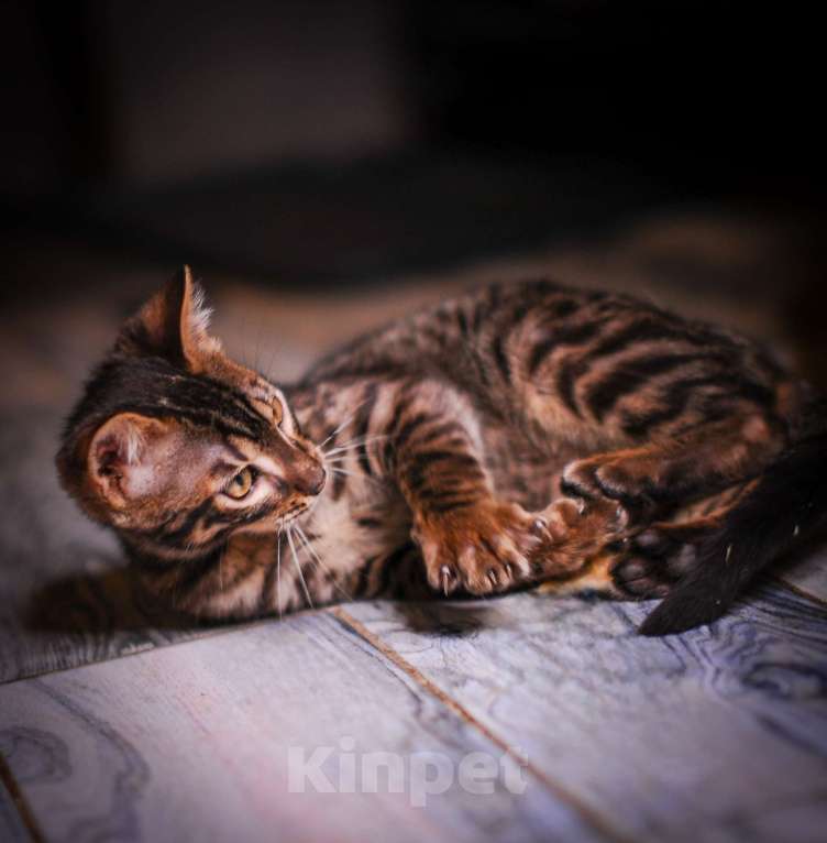 Кошки в Москве: Бенгальский котенок алк ф3 Мальчик, 35 000 руб. - фото 3