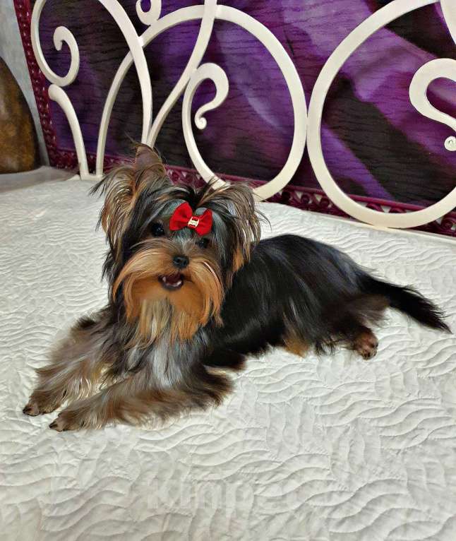 Собаки в Москве: КРАСАВЧИКИ РКФ ПОДРОЩЕННЫЕ Мальчик, 45 руб. - фото 3