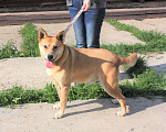Собаки в Москве: Пёс Рыжик ищет своих людей - ШАНС на дом Мальчик, Бесплатно - фото 1