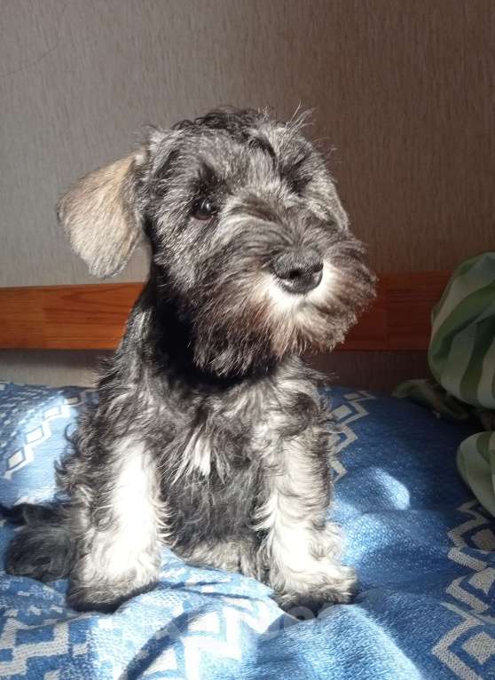Собаки в Белгороде: Щенки цвергшнауцера Мальчик, Бесплатно - фото 3
