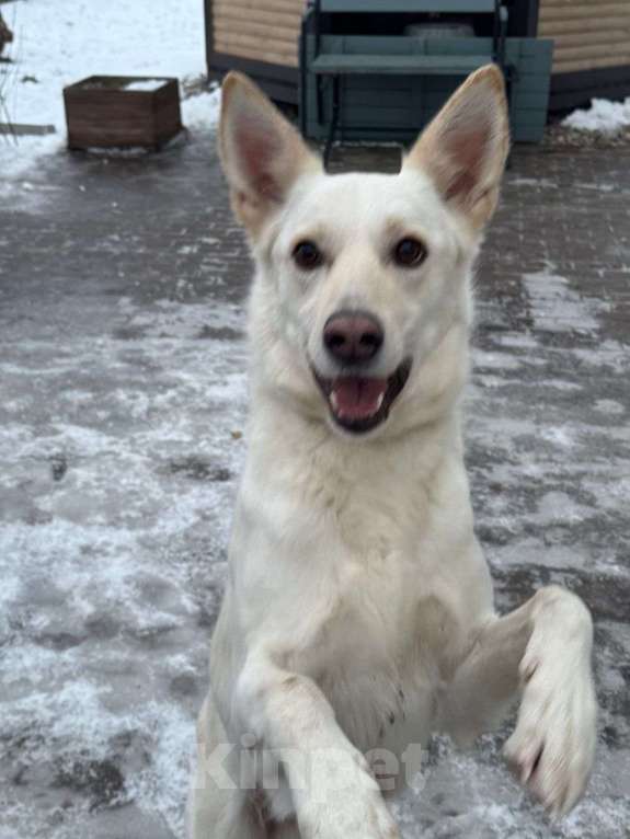 Собаки в Бронницах: Собака в добрые руки Мальчик, Бесплатно - фото 6