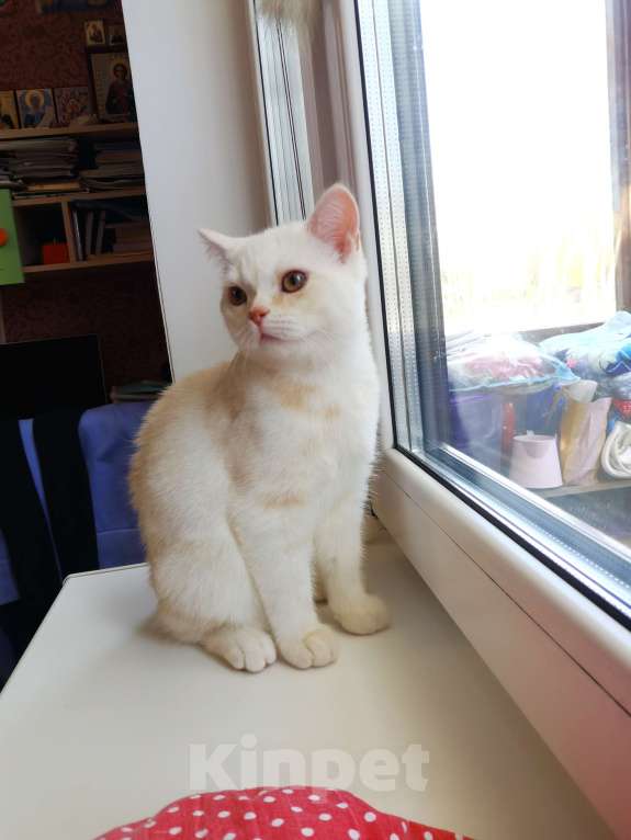 Кошки в Москве: Британский котёнок  Мальчик, 10 000 руб. - фото 2