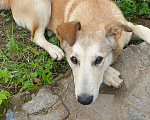 Собаки в Звенигороде: Лаки ищет дом Девочка, 1 руб. - фото 5