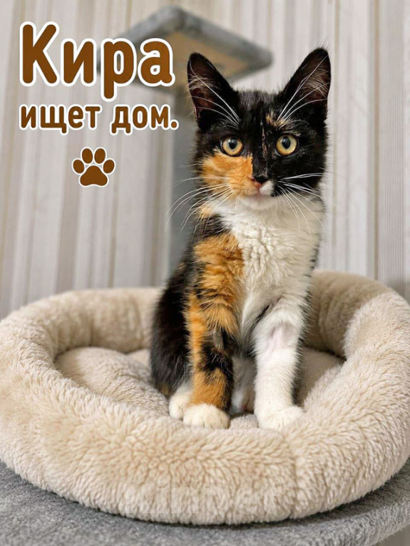 Кошки в Москве: Трогательные и нежные котята Мурочка и Кира в добрые руки Девочка, Бесплатно - фото 3