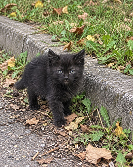 Котенок в добрые руки