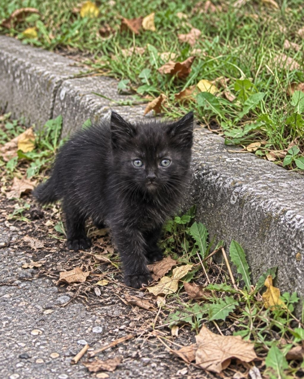 Кошки в Москве: Котенок в добрые руки Мальчик, Бесплатно - фото 1