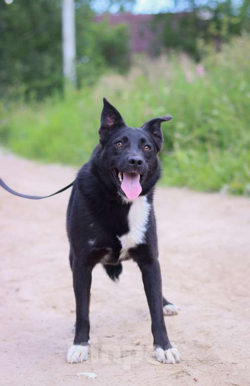 Собаки в Москве: Шерли, собака 2,5 года в добрые руки  Девочка, Бесплатно - фото 2