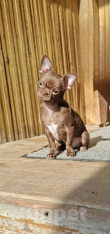 Собаки в других городах Калужской области: Шоколадная девочка Девочка, 65 000 руб. - фото 5