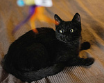 Кошки в Москве: Ласковый черный котенок-мальчик Мальчик, Бесплатно - фото 3