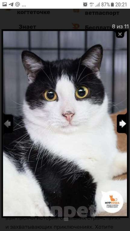 Кошки в Москве: Замечательный парень Сэм Мальчик, Бесплатно - фото 2