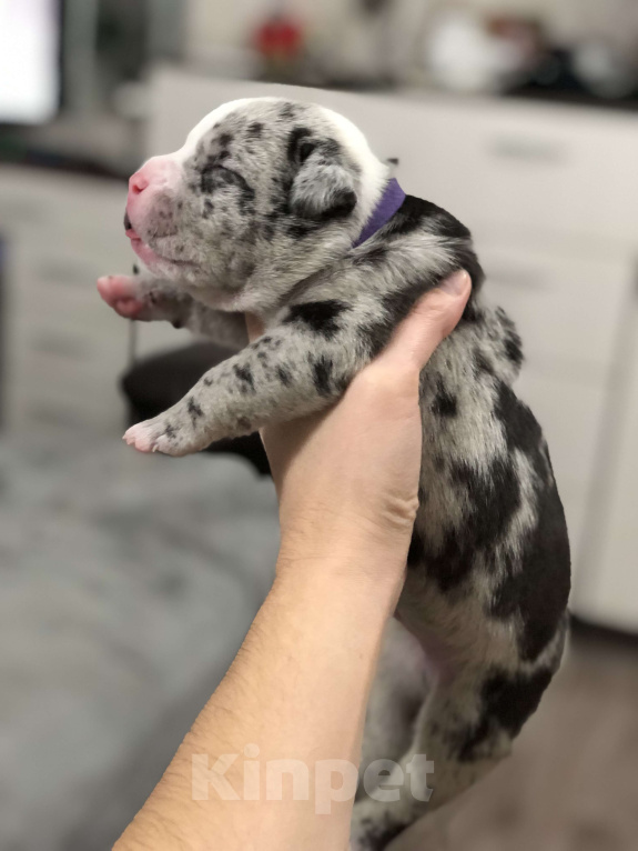 Собаки в Волгограде: Американский булли мальчик покет Мальчик, 100 000 руб. - фото 2