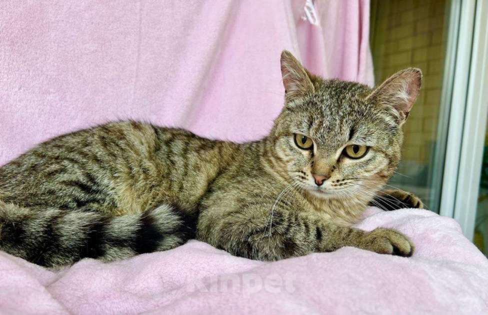 Кошки в Москве: Хома - кот, который делает погоду в доме! В добрые руки Мальчик, Бесплатно - фото 7