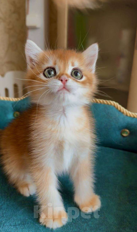 Кошки в Москве: Ксавьер Мальчик, 80 000 руб. - фото 3