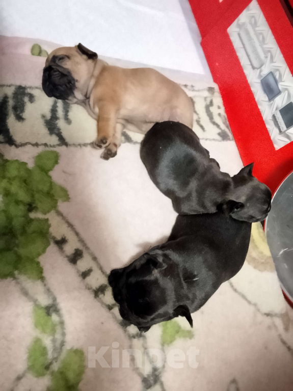 Собаки в других городах Московской области: Французский бульдог Девочка, 30 000 руб. - фото 3