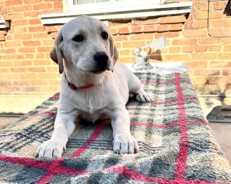 Собаки в Краснодаре: Щенки лабрадора палевые ркф  Девочка, 25 000 руб. - фото 9