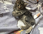 Кошки в Москве: 4 котёнка в добрые руки Мальчик, Бесплатно - фото 4
