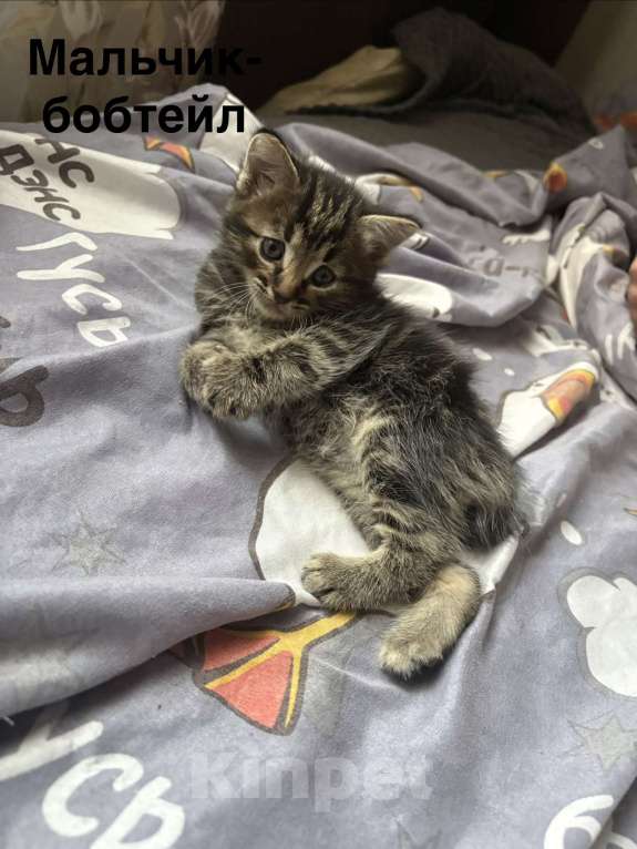 Кошки в Москве: 4 котёнка в добрые руки Мальчик, Бесплатно - фото 4