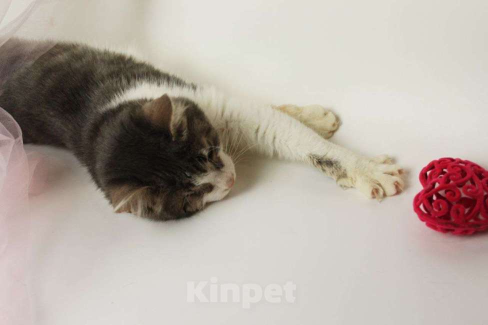 Кошки в Москве: Лаки Мальчик, Бесплатно - фото 3