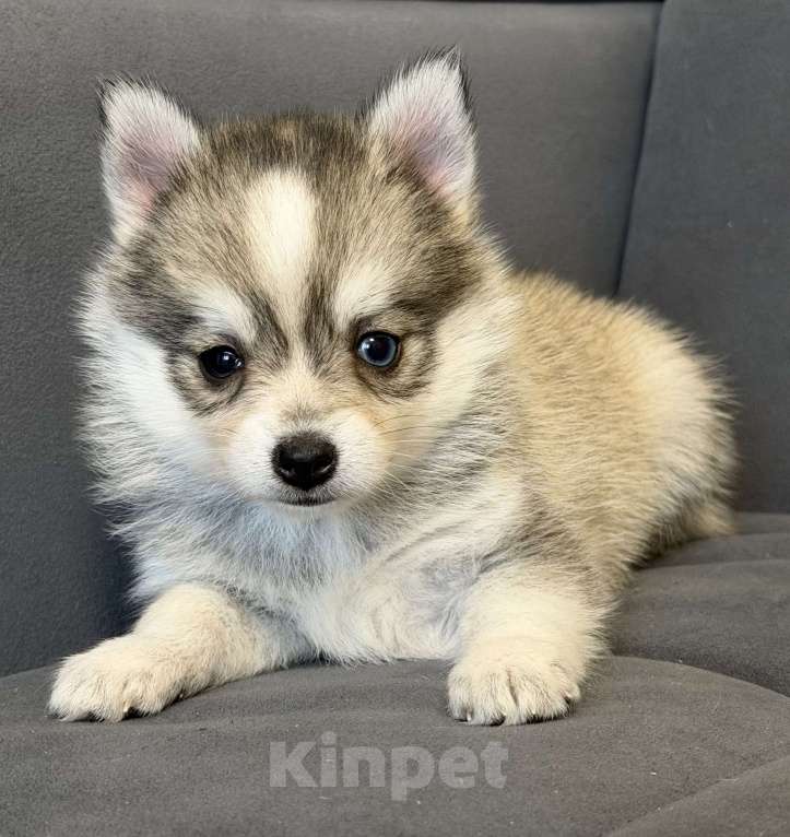 Собаки в Санкт-Петербурге: Девочка помски Девочка, 60 000 руб. - фото 3