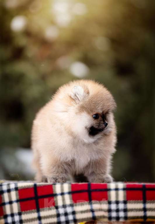 Собаки в Видном: Рыжий мальчик Мальчик, 40 000 руб. - фото 4