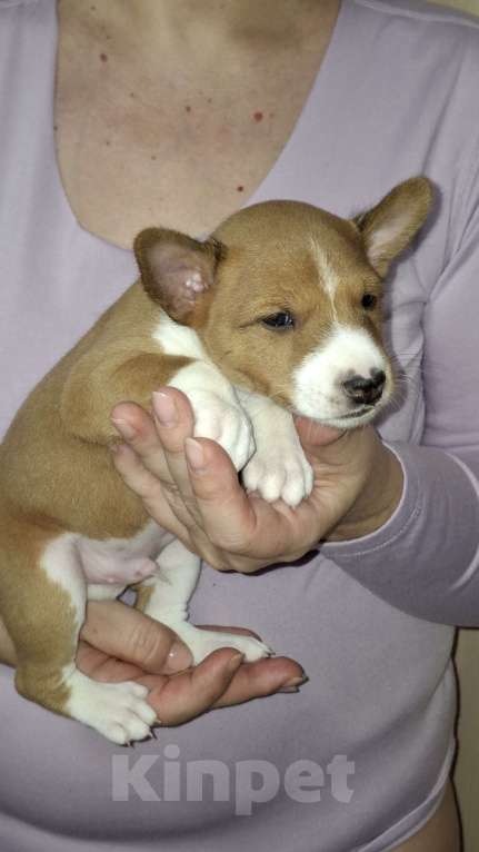 Собаки в Краснокамске: Продажа щенков Мальчик, Бесплатно - фото 2