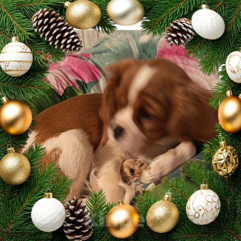 Собаки в Санкт-Петербурге: Продаётся девочка 4месяца Девочка, Бесплатно - фото 7