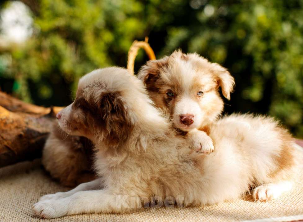 Собаки в Новосибирске: Щенок Бордер Колли  Мальчик, Бесплатно - фото 2