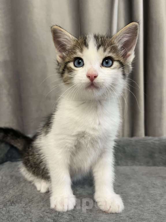 Кошки в Ростове-на-Дону: Манчкин long Девочка, 25 000 руб. - фото 5