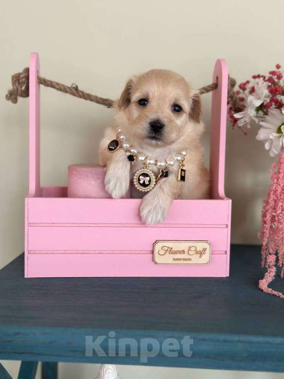 Собаки в Москве: Мальтипу мини f1 Мальчик, 65 000 руб. - фото 3