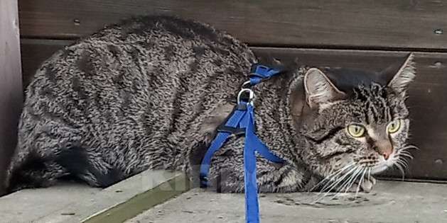 Кошки в Красногорске: Потерялся кот Руза Мальчик, Бесплатно - фото 1