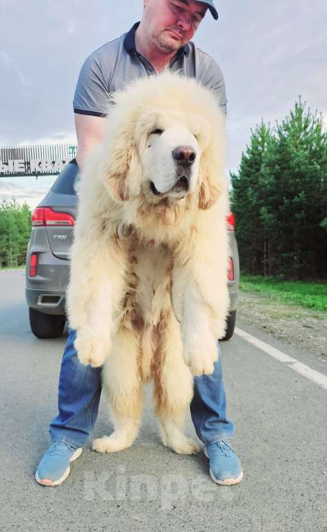 Собаки в Москве: Щенки Тибетского мастифа Мальчик, 150 000 руб. - фото 2