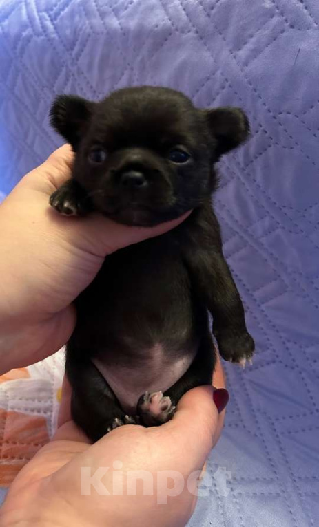 Собаки в Сарове: Очаровательная девочка чихуахуа  Девочка, 50 000 руб. - фото 2