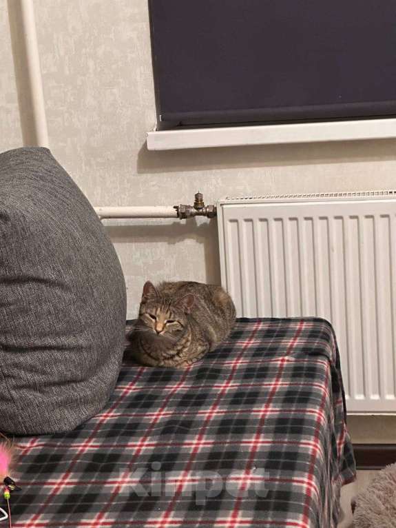 Кошки в Кудрово: Кошечка с изюминкой Девочка, Бесплатно - фото 2