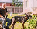 Собаки в Москве: Молодой, перспективный пёс Росс ищет достойную семью Мальчик, Бесплатно - фото 5
