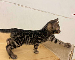 Кошки в Москве: Бенгальский котенок  Мальчик, 50 000 руб. - фото 1