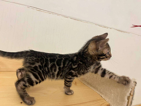 Бенгальский котенок 