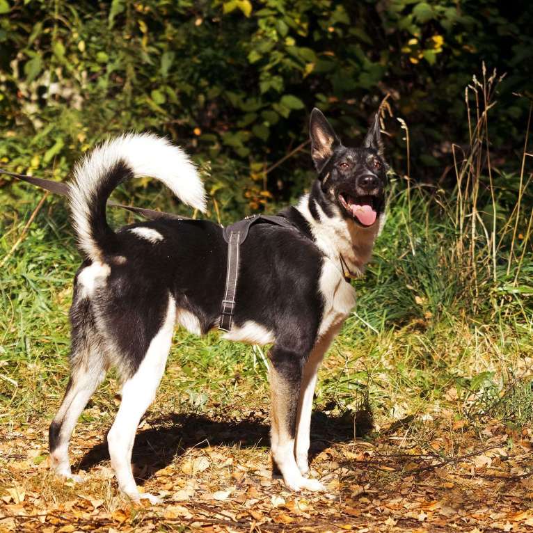 Собаки в Павловском Посаде: Ричик ищет дом Мальчик, Бесплатно - фото 4