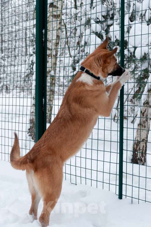 Собаки в Ногинске: Благородная девица Марфа Васильна ищет покровителей и почитателей! Готова украсить ваше имение Девочка, Бесплатно - фото 5