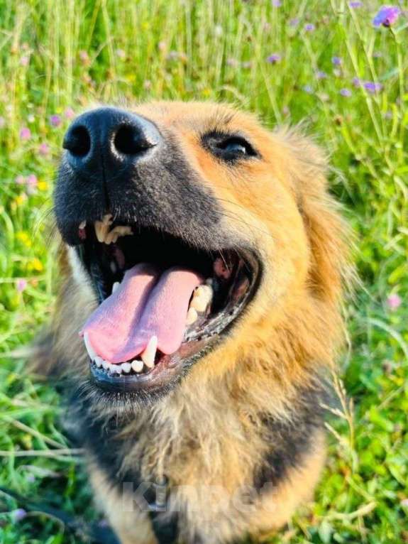 Собаки в Москве: Ася ищет дом Девочка, Бесплатно - фото 2