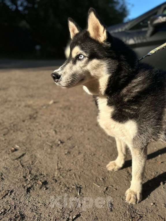 Собаки в Балашихе: Дружелюбная Виста Девочка, Бесплатно - фото 1