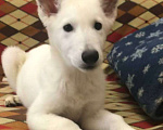 Собаки в Симферополе: Продам щенков белой швейцарской овчарки Девочка, 25 000 руб. - фото 3