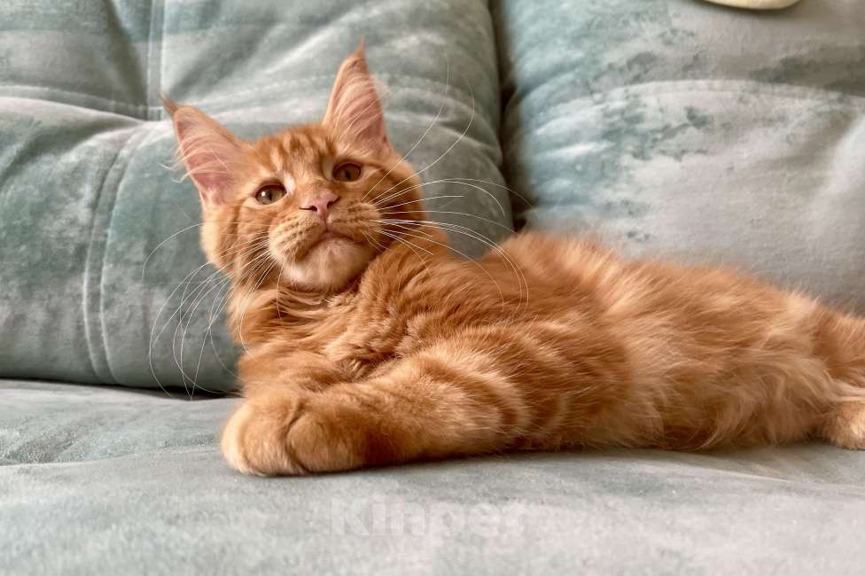 Кошки в Иркутске: Котята мейн-кун. Красного окраса Мальчик, 30 000 руб. - фото 5