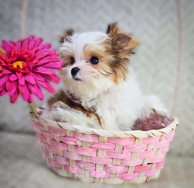 Собаки в Москве: Девочка супер мини Цветного Йорка Девочка, 120 000 руб. - фото 5