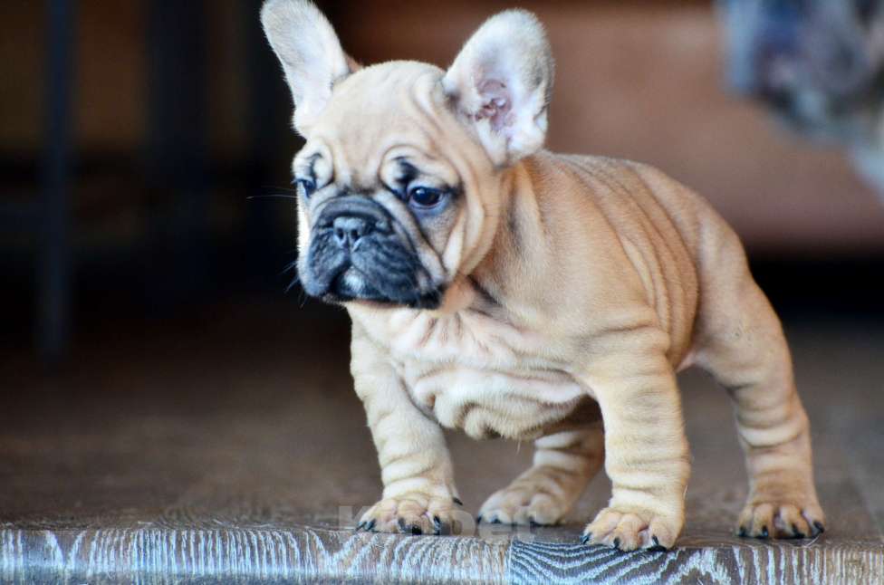 Собаки в Старом Купавне: Очаровательный Пуф Мальчик, 70 000 руб. - фото 1