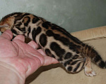 Кошки в Москве: Бенгальский котик  Мальчик, 70 000 руб. - фото 2