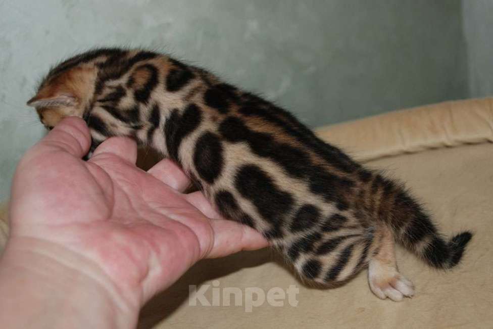 Кошки в Москве: Бенгальский котик  Мальчик, 70 000 руб. - фото 2